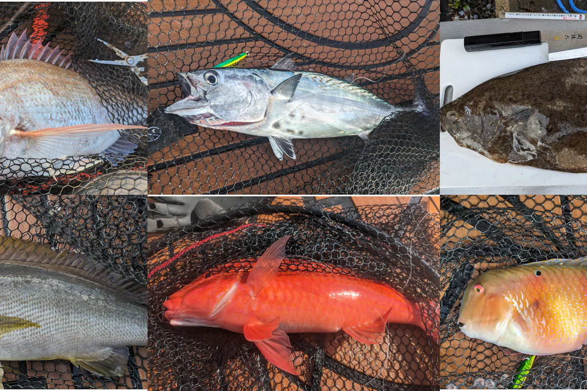 2023年夏に五島列島福江島でSUPフィッシングで釣れた魚