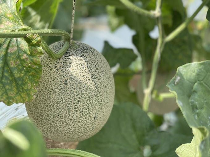 PRESIDENT Onlineに記事が掲載されました。