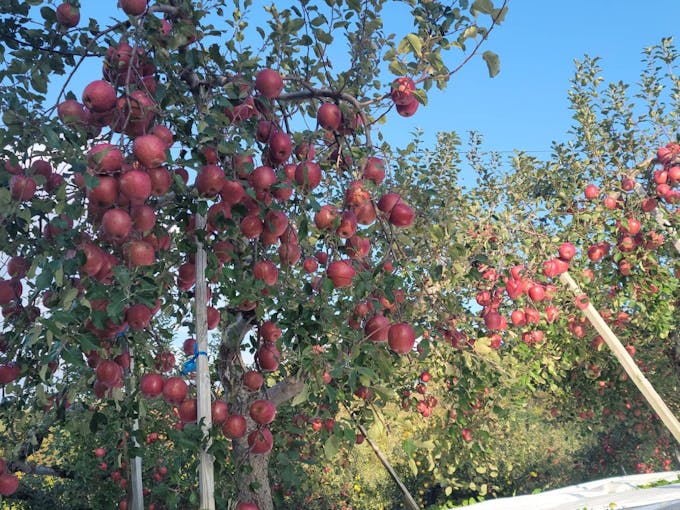 1個1080円する｢日本一のりんご｣即完売の凄さ