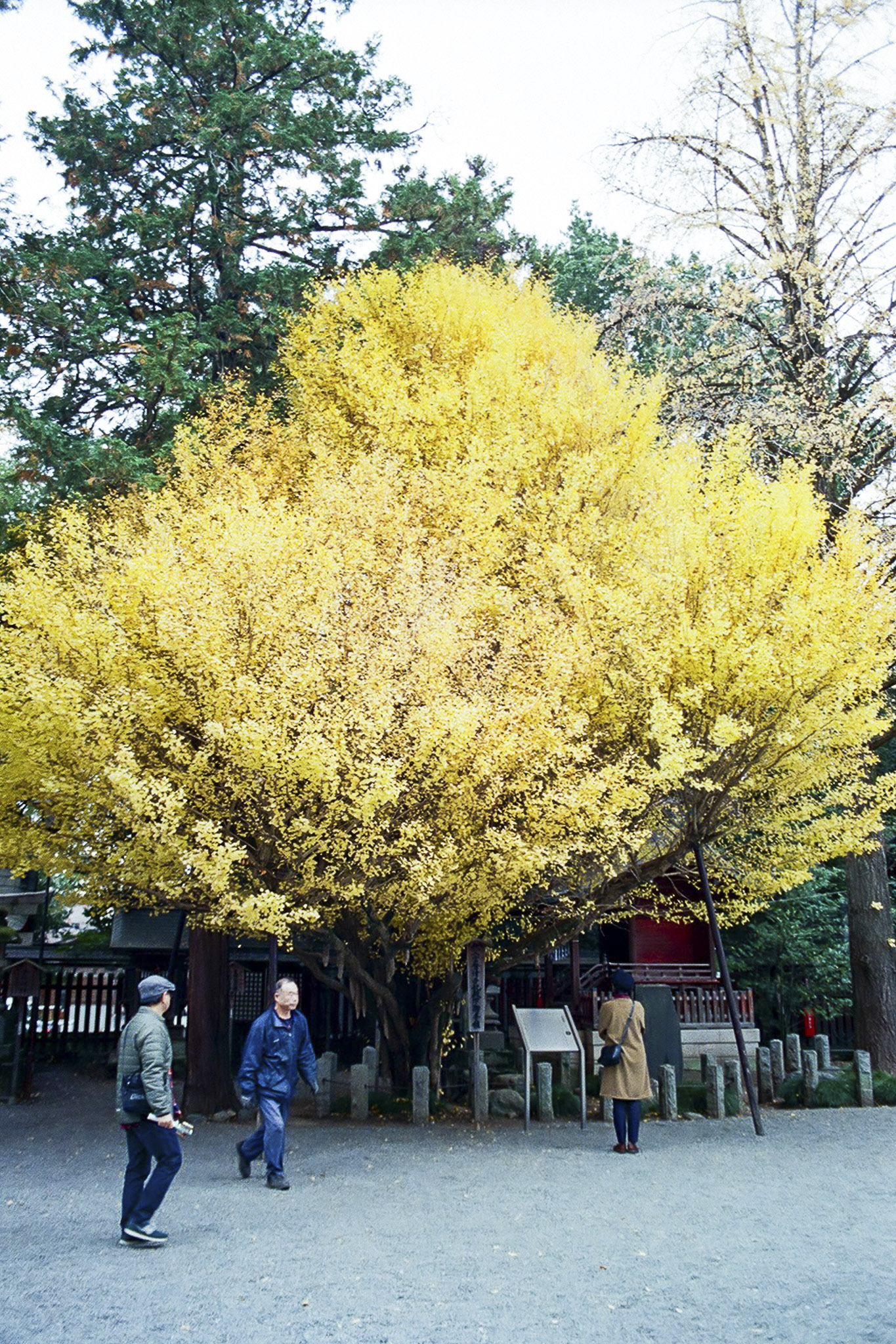 image1