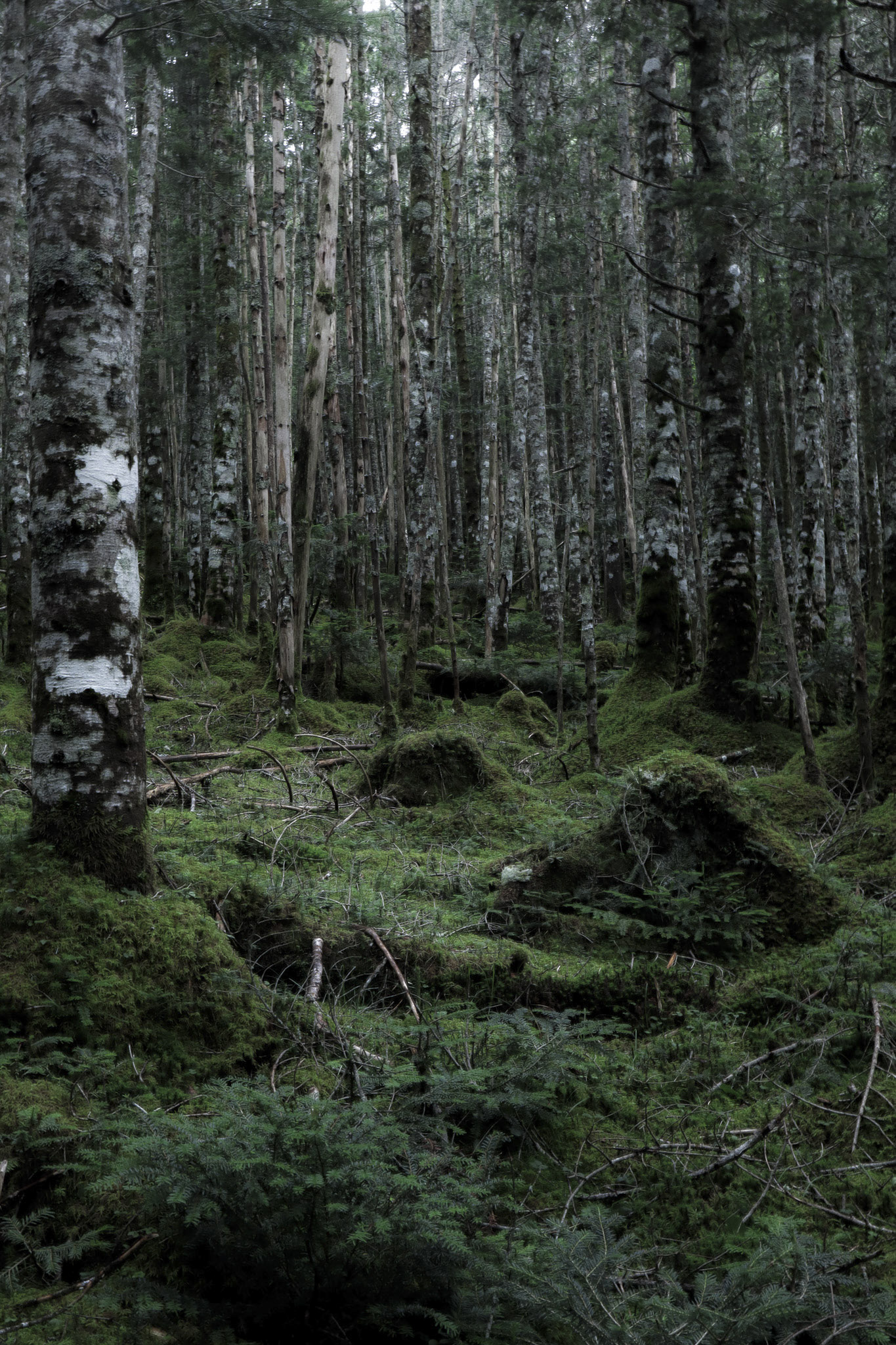 image5