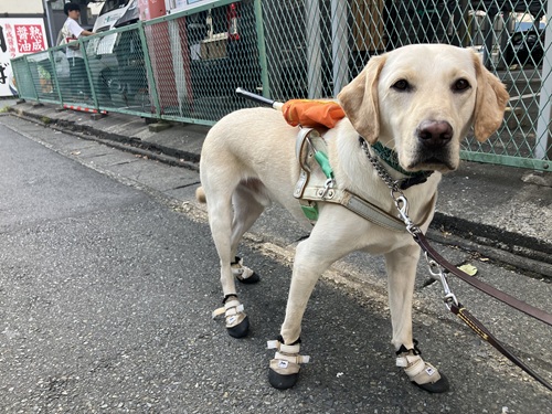 A yellow Labrador wearing a harness and boots. The boots are fitted with Velcro straps on each paw. 