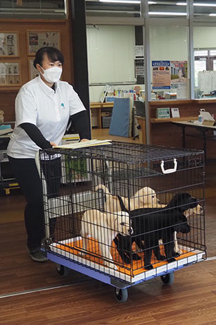 Two black and two yellow Labrador puppies of the 2022 PP in a cage entering with a staff at the ceremony venue.