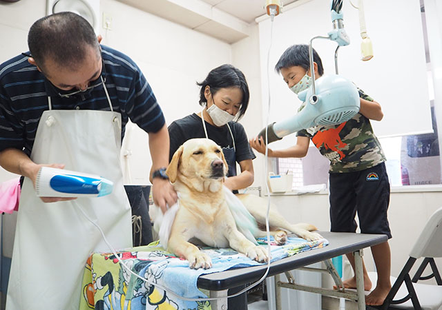User and her family drying a yellow Labrador guide dog after shampooing.