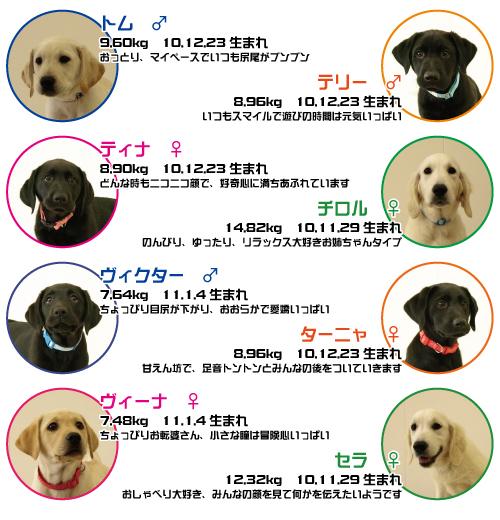 犬種別・猟犬訓練法 軽い 15犬種の特性/訓練/使い方百科