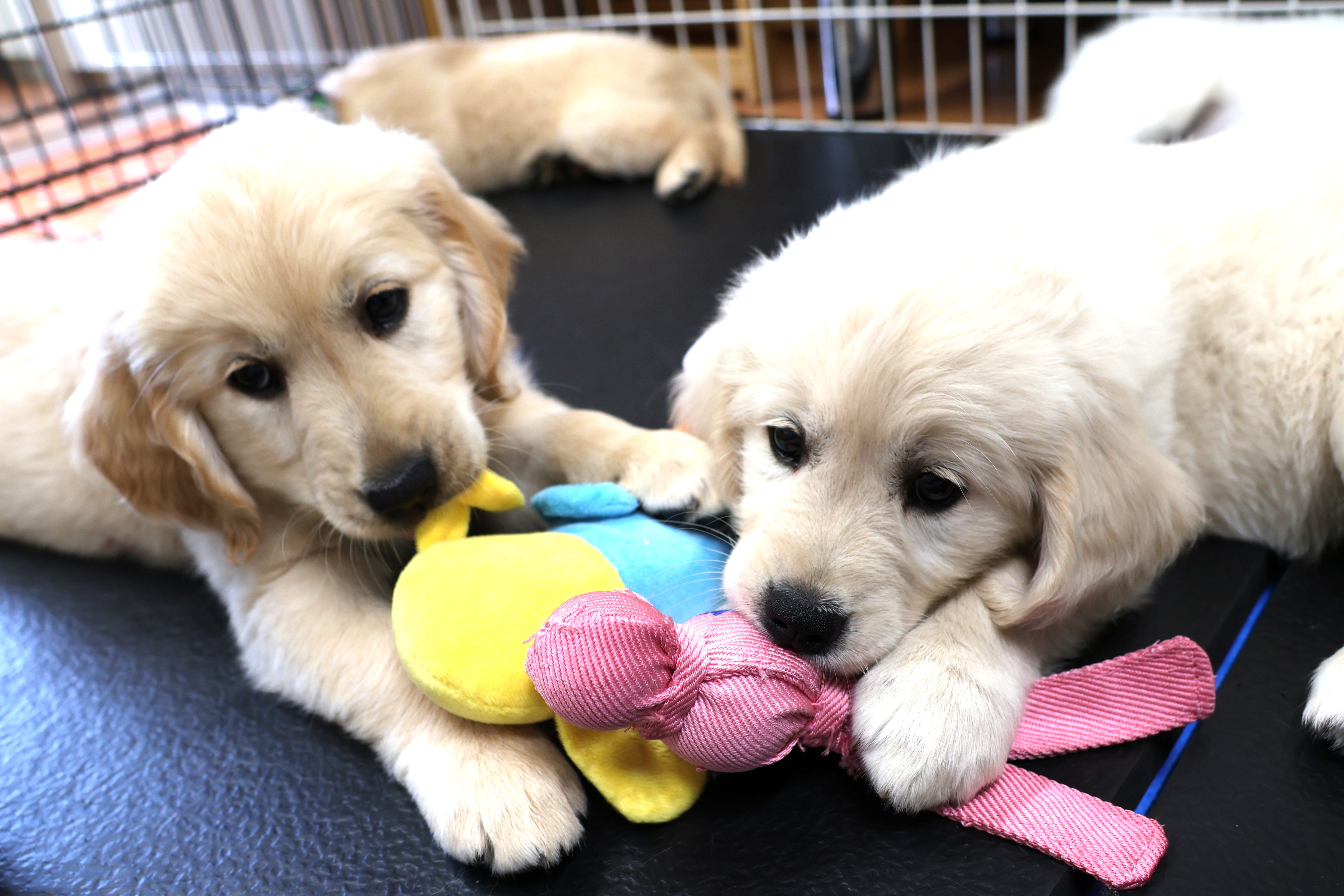 Two puppies holding a toy together