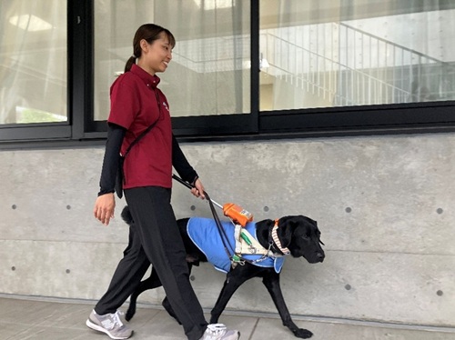  A trainer walking with a black Labrador in harness and blue cooling vest