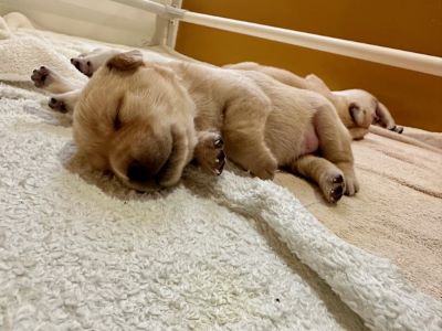 A yellow labrador puppy is sleeping.