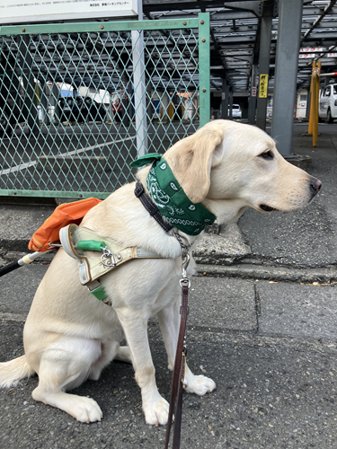 A yellow Labrador sitting on the ground, wearing a green cool scarf around its neck. 
