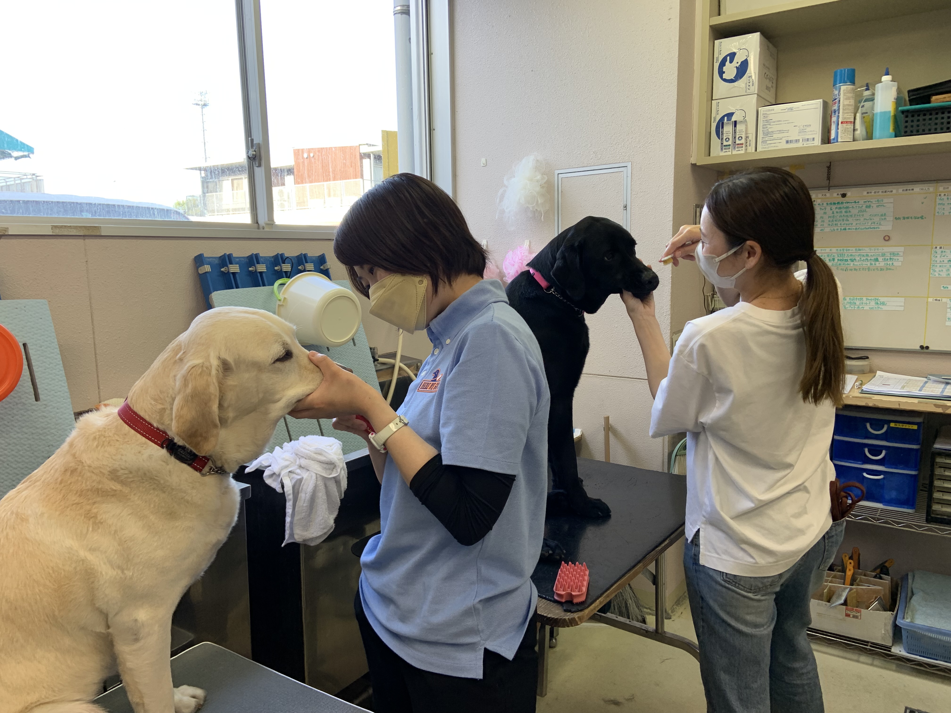 Two new staff facing a yellow and a black Labrador with the dogs' muzzle in their left hand and a toothbrush in their right hand.