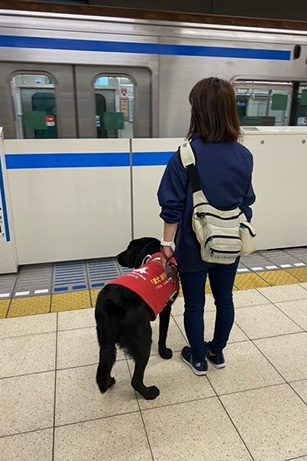 A guide dog trainer waiting for a train to arrive on a subway station platform with a black Labrador retriever wearing a training coat and a harness.