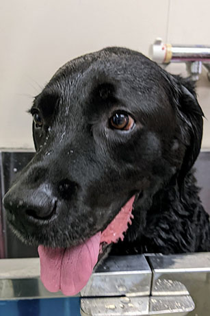 The black Labrador in the dog bath has a big smile while being shampooed by his user.