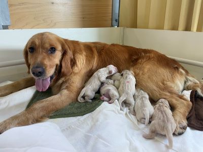 Ella nursing her puppies
