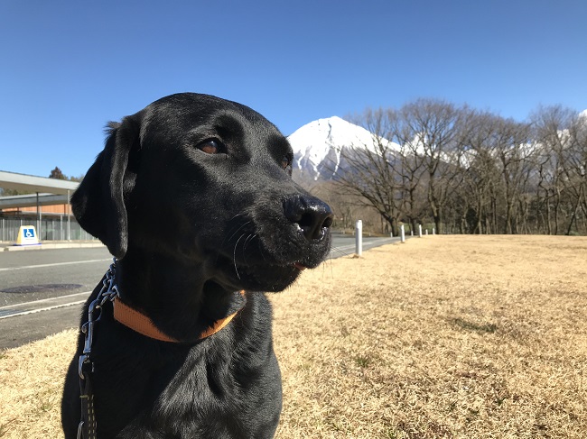 PR犬ファインと富士山