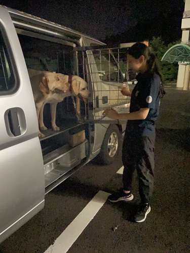 A Trainer standing by the van with the door open and two yellow Labradors waiting to get out.