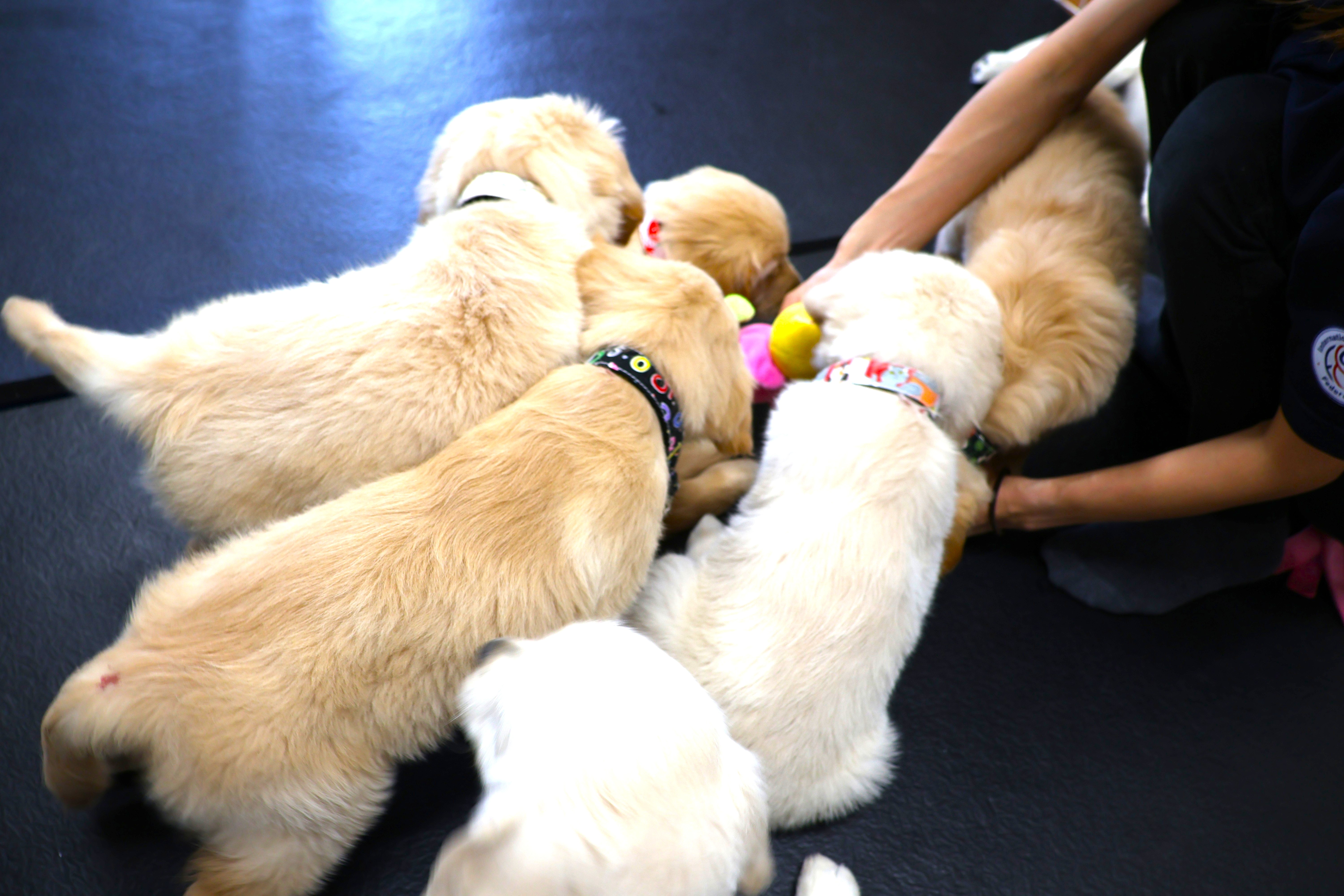 Five Golden Retriever puppies playing and roughhousing together