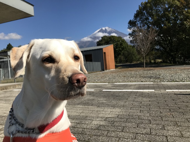 PR犬ラズベリーと富士山