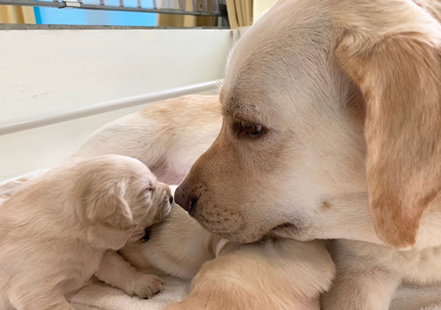 A yellow Labrador mother is lying down and looking at her yellow Labrador puppy yawning just beside her.