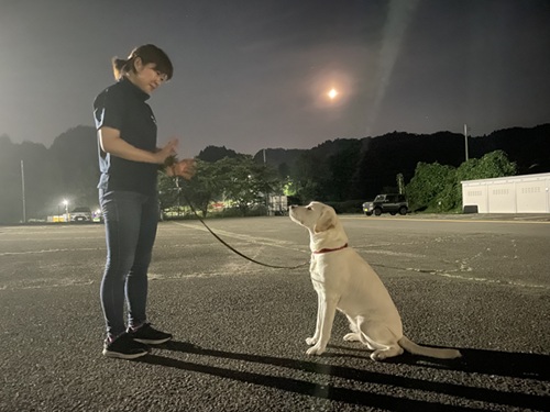 A trainer and a yellow Lab on leash facing each other. Trainer has her right palm facing the dog and the dog is in a sitting position, focusing on the trainer.