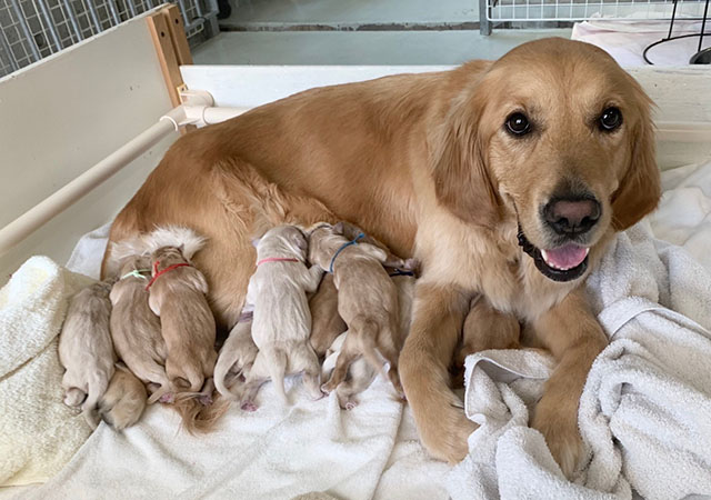 A golden retriever is nursing seven puppies.
