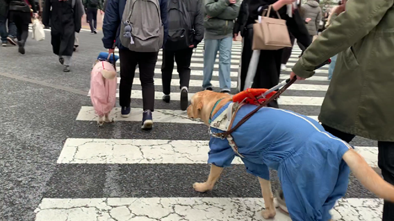 Two students are crossing a road full of people, each with a yellow labrador in a harness.