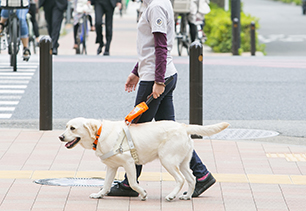 盲導犬について| 日本盲導犬協会