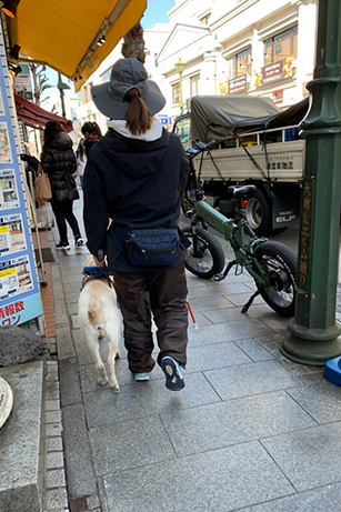A student is training in a busy sidewalk with a yellow labrador, a harness in her left hand and a white cane in the other to detect obstacles. There is a parked bicycle on the right side of the sidewalk, making it even more narrow.