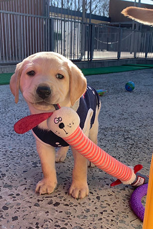 A yellow Labrador puppy wearing a black puppy shirt is holding a toy in its mouth. The puppy is in a playground outside, and several other toys are on the ground.