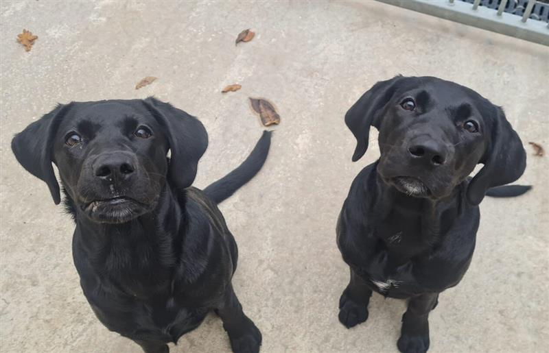 Two black labrador puppies sitting and looking up at the camera