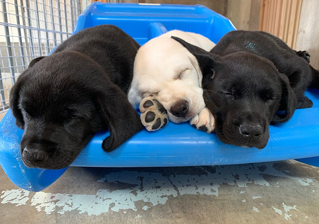 Three Labrador Retriever puppies, two black and one yellow, are sleeping side by side.