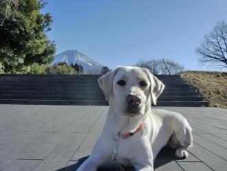 PR犬ローザと富士山