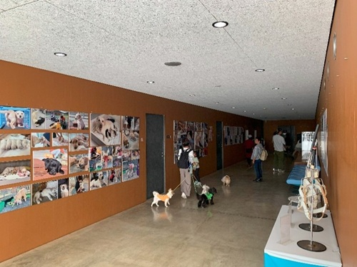 Visitors enjoying looking at each photo as they walk along the hallway