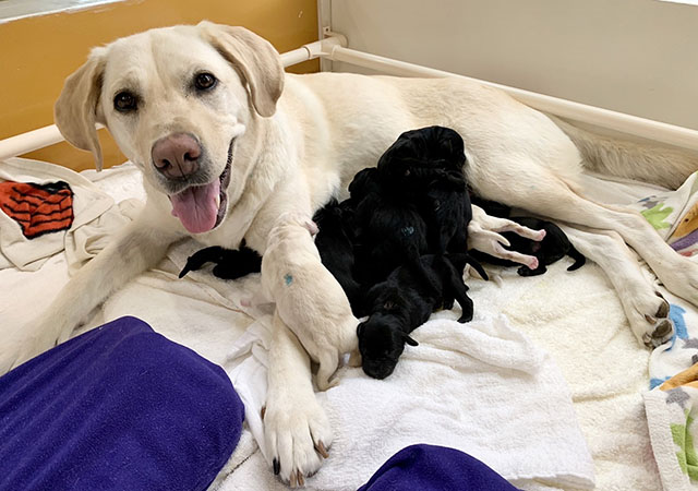 A yellow Labrador is nursing eleven puppies. It is hard to spot each puppy because they are squeezing together by her.