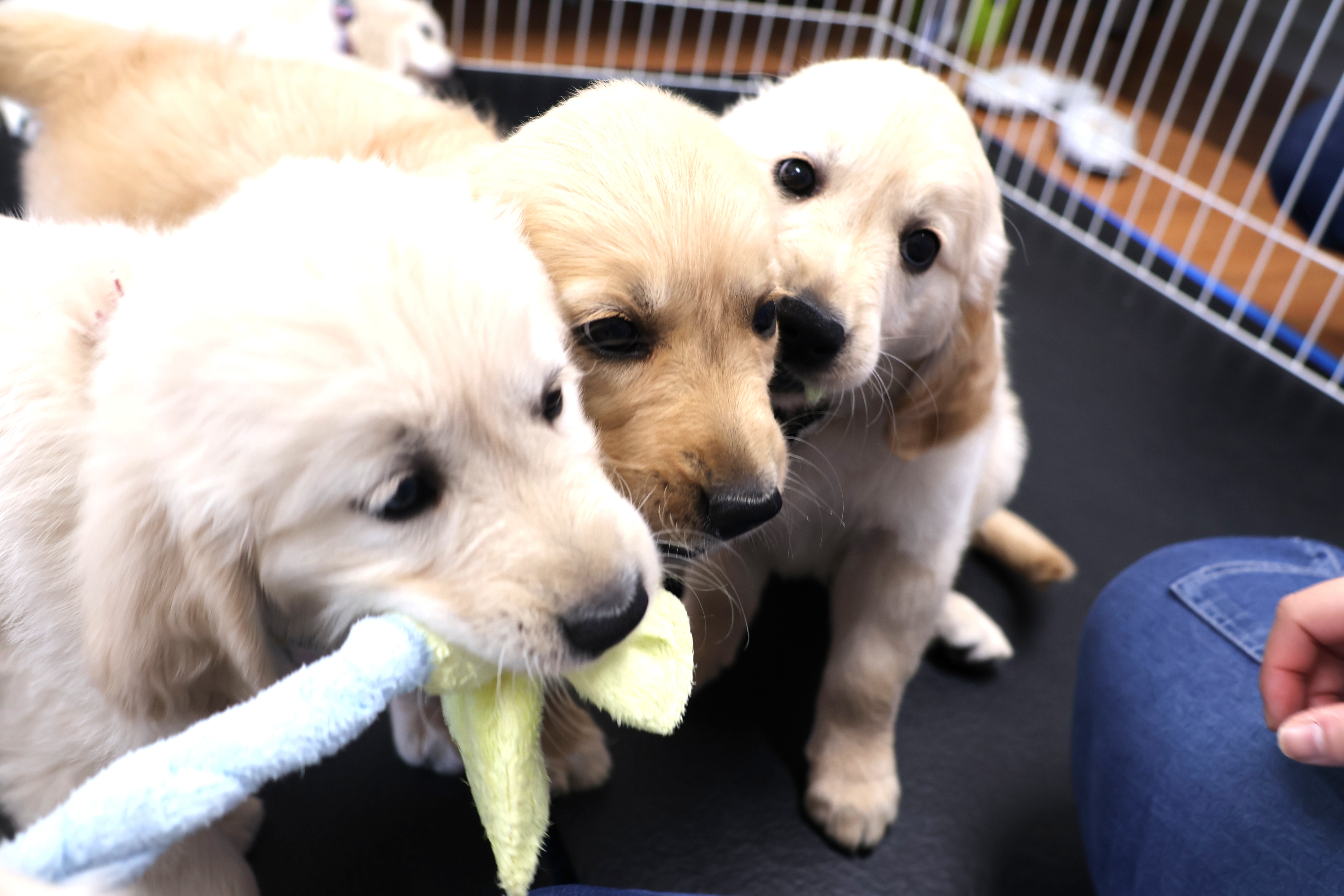 Three Golden Retriever puppies sharing a single toy