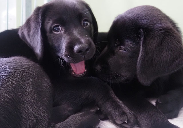 Two black Labrador puppies of the 2022 PP.