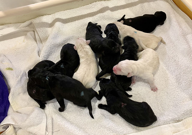 Eight black and three yellow Labrador puppies are cuddling on a towel. Their eyes are not open yet.
