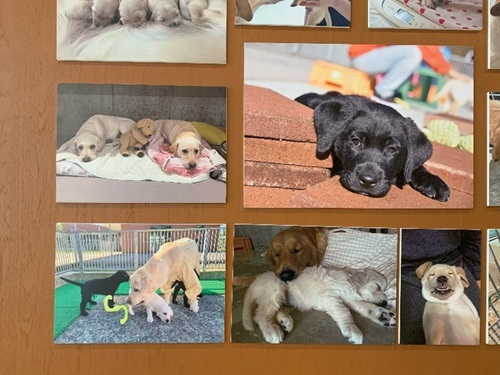 Many photos of mums and pups displayed on the wall along the hallway