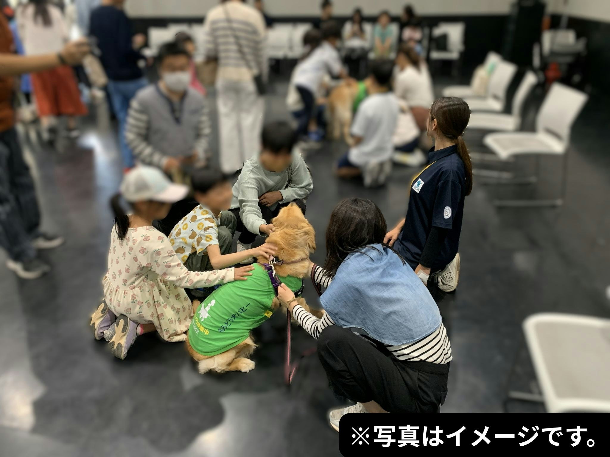 パピーの社会化の一環としてふれあいのイメージ写真。