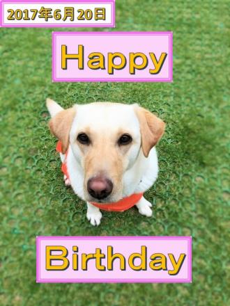 6月20日はＰＲ犬イザベルの誕生日1