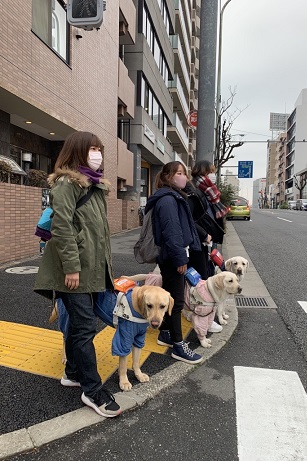 Three students are waiting at a curb, each with a yellow labrador in a harness.