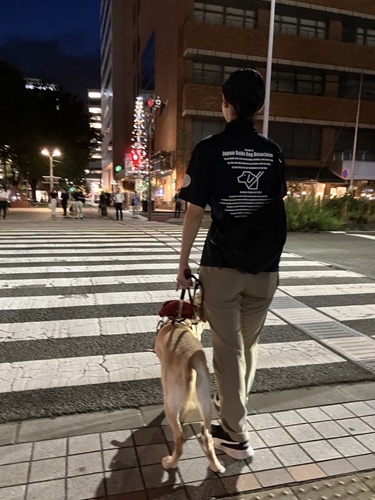 guide dog trainer and yellow Labrador in harness is standing at the edge of the sidewalk, waiting to cross the street by the crosswalk.