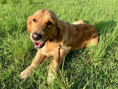 Ella laying on the grass
