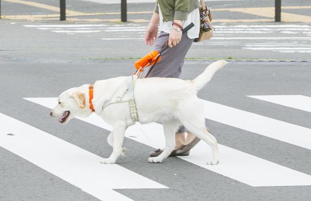 盲導犬歩行（イメージ）