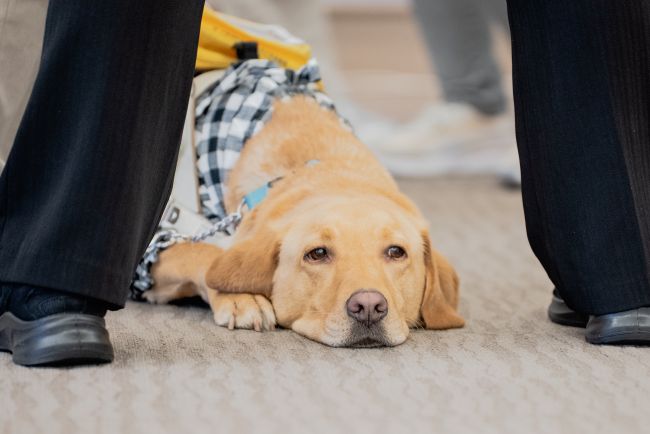 Guide Dog in a harness waiting patiently by the client’s feet during the poster session 