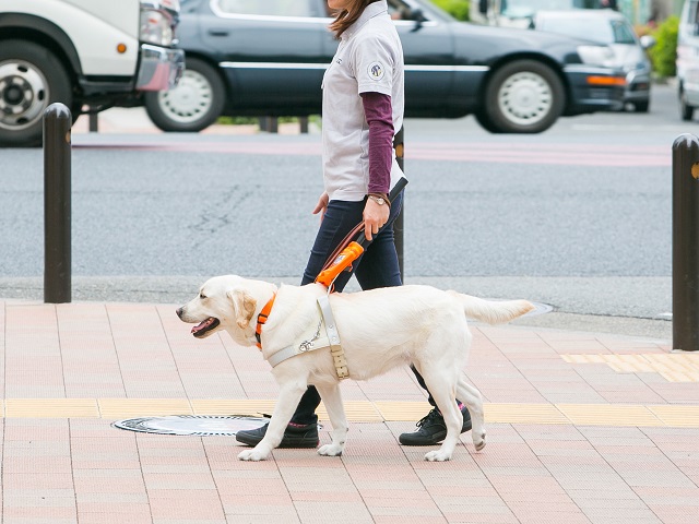 盲導犬受け入れ全国調査イメージ写真