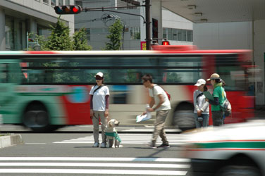 盲導犬の一生| 日本盲導犬協会