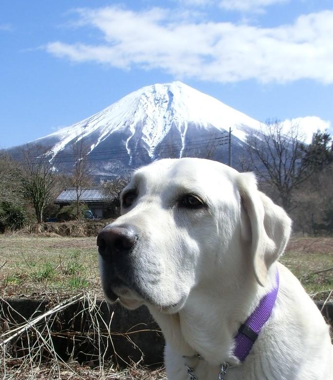 ＰＲ犬『オーパス』と富士山
