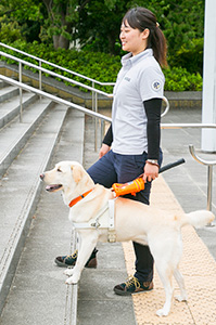 【中古】 盲導犬の科学 選抜，育成および訓練/信山社サイテック/クランス・Ｊ．ファッフェンバーガー soshikidaisuke.com - 「盲導犬大百科」
