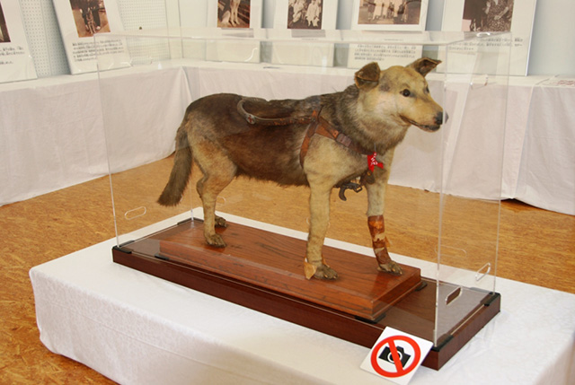 盲導犬の歴史｜日本盲導犬協会