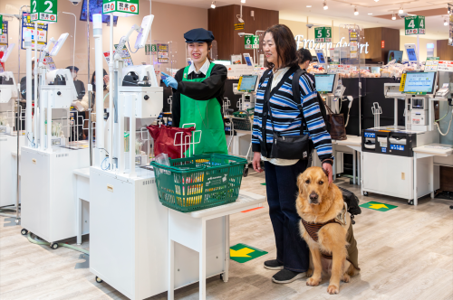 A guide dog user is at the register at the super market. She has products that she is going to buy in a shopping basket. A golden retriever in a harness and a brown coat is sitting by her side.